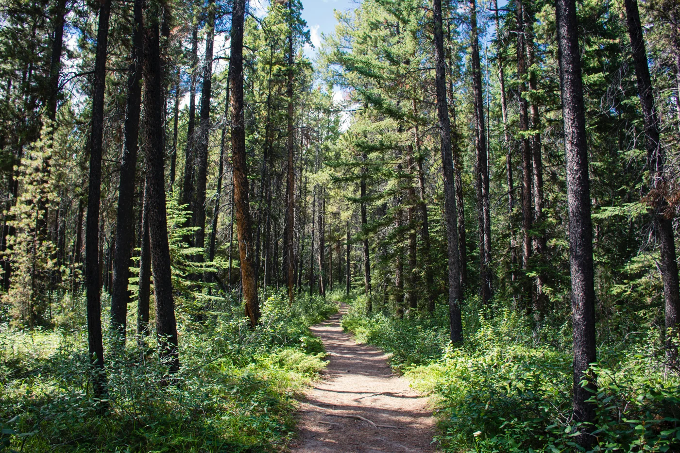 Forest Path