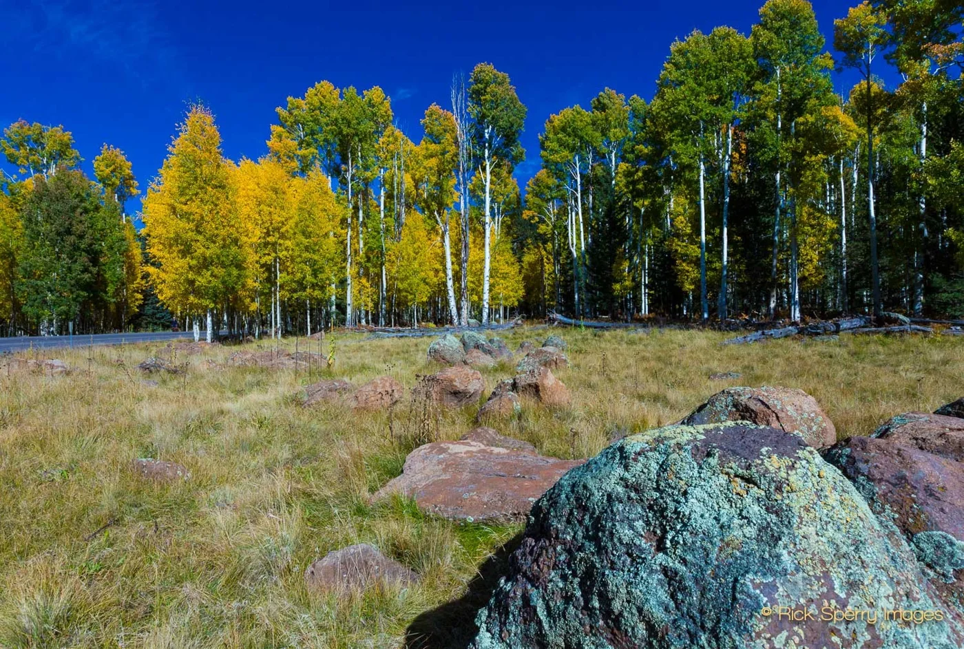 Flagstaff-Aspens-Fall-41.jpg