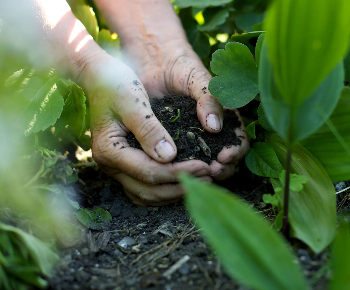 Hands Holding Soil